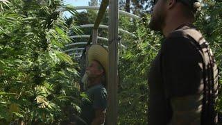 The Great California Phenotype Megahunt- FooDoo Farms Episode