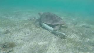 Snorkeling with a turtle. Mayotte Island 2017 N'Gouja Beach