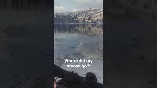 Where did my moose go??!!