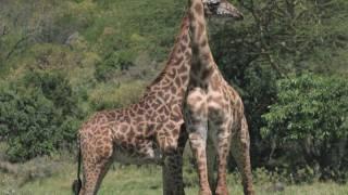 Tanzania Safari: Arusha & Ngorongoro