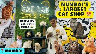 India’s largest Cat Shop| All Breed Cats Available | Healthy & Playfull kittens | Cat Dad Mumbai