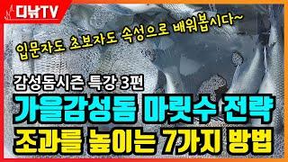 속성! 가을감성돔 마릿수 전략! 조과를 높이는 7가지 방법 [디낚TV 낚시공부방}