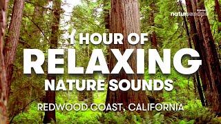 1 HOUR OF RELAXING WATER AND FOREST SOUNDS IN REDWOOD COAST, CALIFORNIA | DEEP FOCUS AMBIENT NOISE