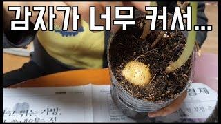 감자가 너무 커서.... 넓은집으로 이사!? - 주말농장 [일꾼TV]