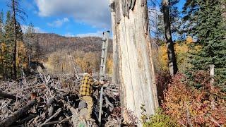 The search for cotton wood bark in Beautiful British Columbia, Canada.