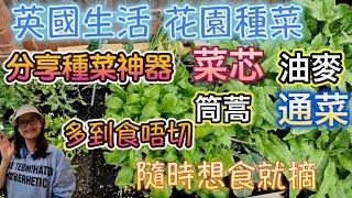 英國花園種菜 用種菜神器 輕鬆種出 菜芯 油麥 筒蒿 通菜