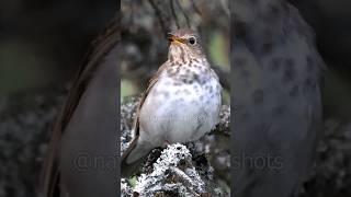 Hear the Swainson's Thrush Song!