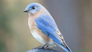 How to attract bluebirds to your yard - beginner and advanced tips!