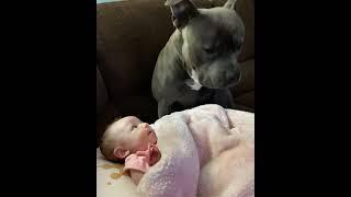 WHOLESOME PITBULL AND BABY #PITBULLS #PET #BABY WITH PETS