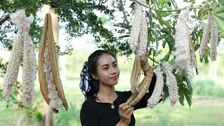 Harvest white cotton from dry kapok fruit in my homeland