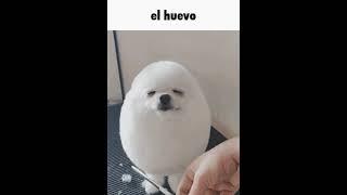 El huevo