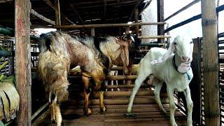 Heavy Weight Goat Farming | Goat farming in village