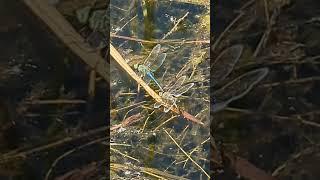 Dragonflies in tandem linkage