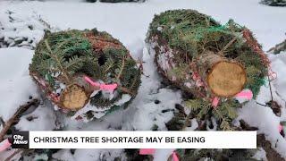 Years-long Christmas tree shortage starts to ease