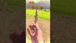 arslan jani Youtube channel  viral #kashmiri #