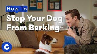 How To Stop Your Dog from Barking | Chewtorials