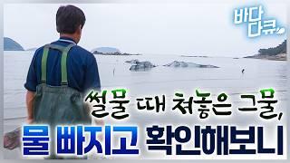 너무 말도 안되게 잡힌다/쳐 놓기만 하면 고급 횟감 쓸어 담아 놓는 특이한 섬마을 효자 그물망/신난 어부들의 회 먹방/#바다다큐