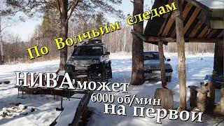 Нива Может 6000 об/мин на первой. По Волчьим Следам. Нива Шевроле и Уаз Патриот по Снегу.