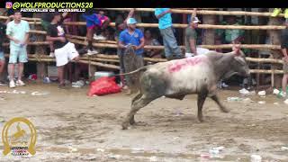 TOROS en patronales de Monagrillo 6 de octubre 2024