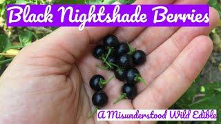 Black Nightshade Berries: A Misunderstood Wild Edible