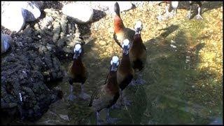 White-Faced Whistling Ducks (Dendrocygna viduata)