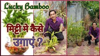 Lucky Bamboo के पौधे को मिट्टी मे कैसे उगाएं ? How to grow Lucky Bamboo in Soil medium