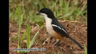 Southern Boubou vocalisations