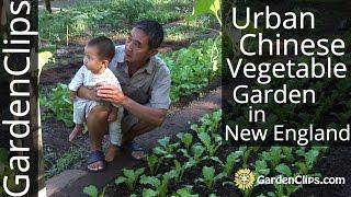 Urban Chinese Vegetable Garden in New Haven, CT - Growing Asian Vegetables in the US