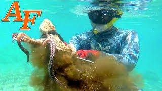 Spear Fishing Octopus Catch and Cook on the Great Barrier Reef EP.423