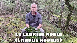 Laurier noble (Laurus nobilis) : digestion, bronchites, douleurs articulaires