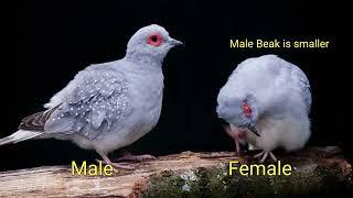 Diamond Dove Male Female difference