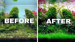 HOW TO TRIM AQUARIUM PLANTS LIKE A PRO!