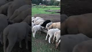 #lambs #relaxing #sheep #countrylife #lamb #farmlife #summer #rurallife #animal #lambing #alpaca