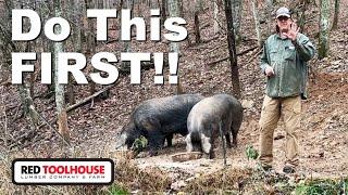 5 Questions You Need to Answer Before Adding Pigs to Your Homestead