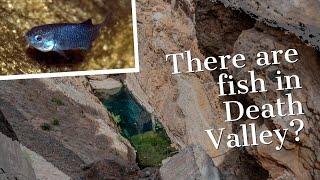 These tiny, endangered fish lives beneath Death Valley