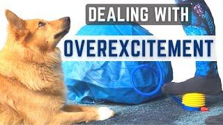 DEALING WITH OVEREXCITEMENT - Icelandic Sheepdog Sara (Redirecting Unwanted Behaviour)