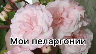 Мои любимые пеларгонии️ #пеларгония #flowers #цветоводство