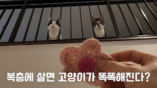 복층 집에 살면 고양이들이 천재가 될 수밖에 없는 이유