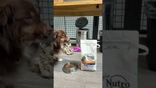 Honest review of Nutro Natural Choice Adult Dog Food