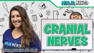 Cranial Nerves Overview