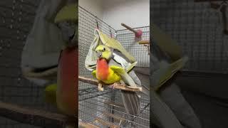 Lutino cockatiel and African love bird cross breeding #explore #birds #cocketiel #talesoftiels #vlog