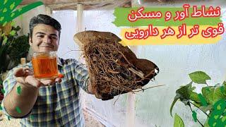 داروی محرک و نشاط بخش بهترین برای ترک مواد مخدر ریشه این درخت رو شاید شما هم در خانه دارید