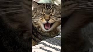 Penny is singing to her buddies! Do you think they like it? #talkingcat
