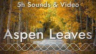 Rustling Leaves Sounds of Aspen Trees (5 hours of relaxing sounds and video)