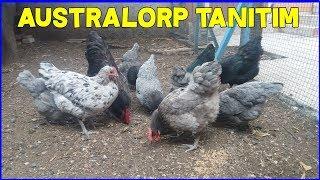 AUSTRALORP TAVUĞU ÖZELLİKLERİ ! (süs tavuğu videosu)