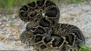 DoD PARC Species Profile Video Series: Episode 16: Eastern Diamond-backed Rattlesnake