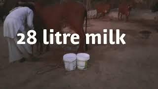 28 litre milk record gir cow bana dairy farm sursura Ajmer Rajasthan 8104584096 (27-01-2020)