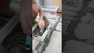 bruuuum #shortvideo #drift #cutekitty #cat #cutecat #happy #smile #shorts #happysmile #kitten #funny