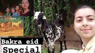 Bakra eid special vlog / Ayesha Hassan Mughal