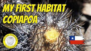 Home of Copiapoa atacamensis 